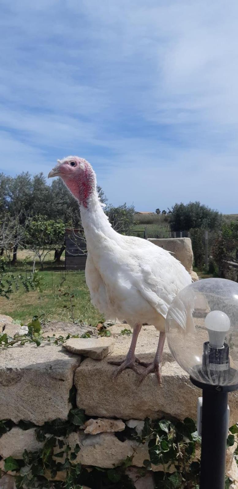 Vila Casa Le Gebbie Marzamemi Exteriér fotografie